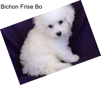 Bichon Frise Bo