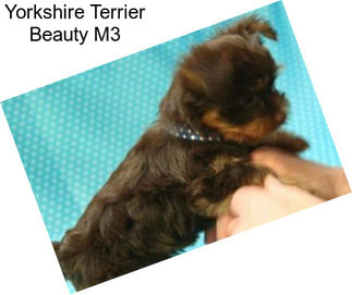 Yorkshire Terrier Beauty M3