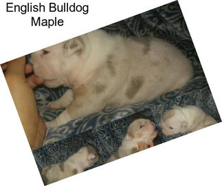 English Bulldog Maple