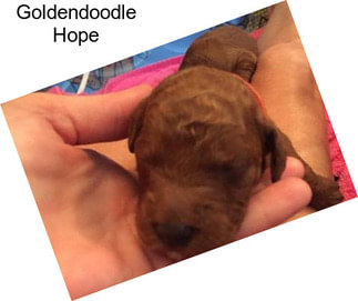 Goldendoodle Hope