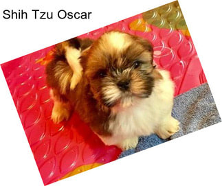 Shih Tzu Oscar