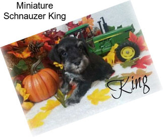 Miniature Schnauzer King
