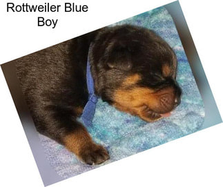 Rottweiler Blue Boy