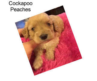 Cockapoo Peaches