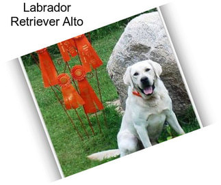 Labrador Retriever Alto
