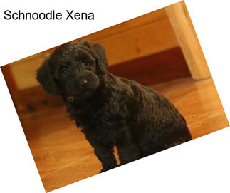 Schnoodle Xena