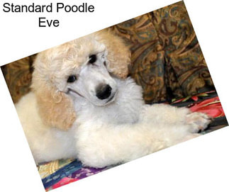 Standard Poodle Eve