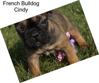 French Bulldog Cindy