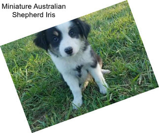 Miniature Australian Shepherd Iris