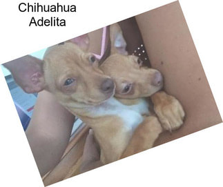 Chihuahua Adelita