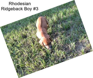 Rhodesian Ridgeback Boy #3