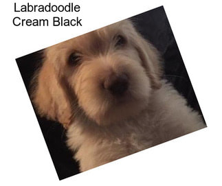 Labradoodle Cream Black