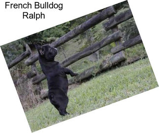 French Bulldog Ralph