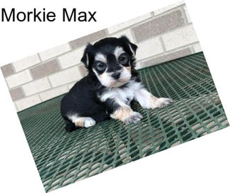 Morkie Max