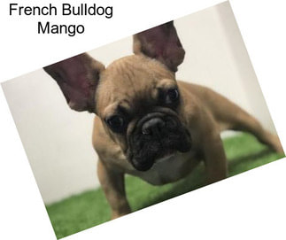 French Bulldog Mango