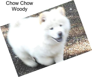 Chow Chow Woody