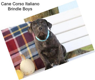 Cane Corso Italiano Brindle Boys