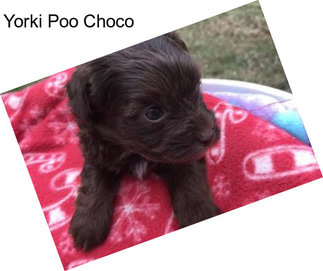 Yorki Poo Choco