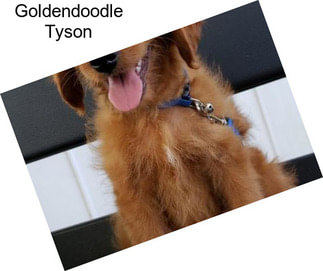 Goldendoodle Tyson