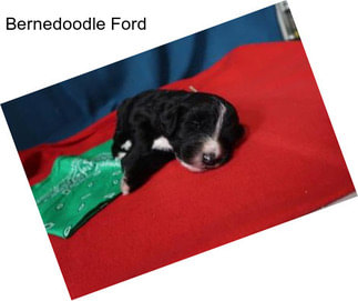 Bernedoodle Ford