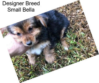 Designer Breed Small Bella