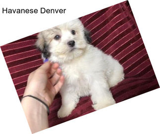 Havanese Denver