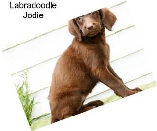 Labradoodle Jodie