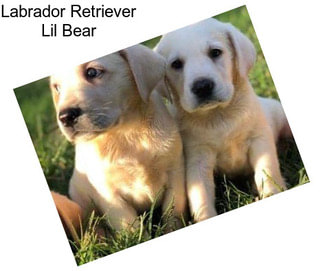 Labrador Retriever Lil Bear