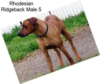 Rhodesian Ridgeback Male 5