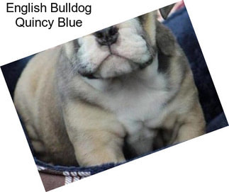 English Bulldog Quincy Blue