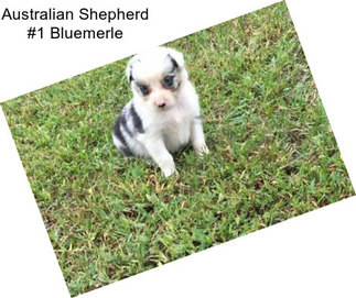 Australian Shepherd #1 Bluemerle