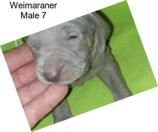 Weimaraner Male 7