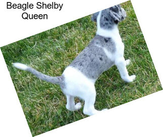 Beagle Shelby Queen