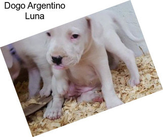 Dogo Argentino Luna