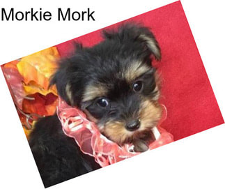 Morkie Mork