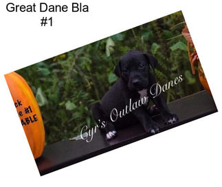 Great Dane Bla #1