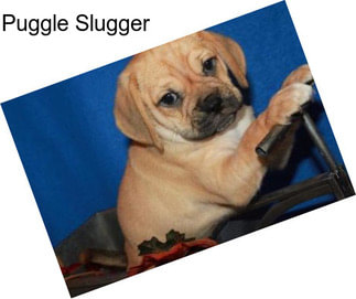 Puggle Slugger