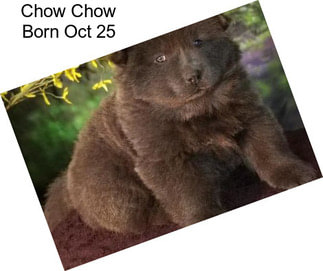 Chow Chow Born Oct 25