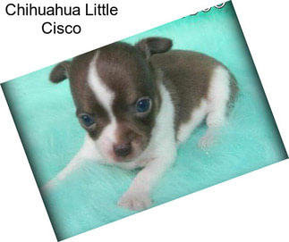 Chihuahua Little Cisco