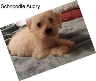 Schnoodle Audry