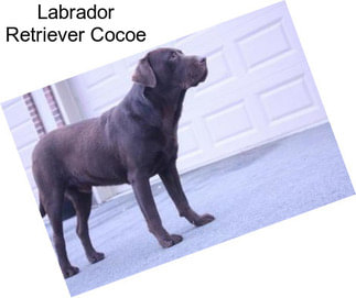 Labrador Retriever Cocoe