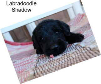 Labradoodle Shadow