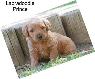 Labradoodle Prince