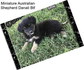 Miniature Australian Shepherd Danali Btf