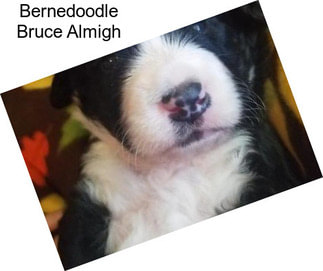 Bernedoodle Bruce Almigh