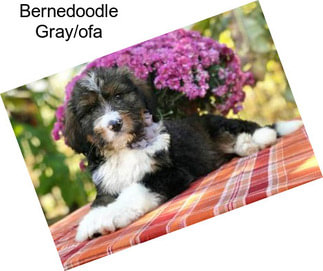 Bernedoodle Gray/ofa