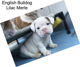 English Bulldog Lilac Merle