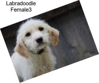 Labradoodle Female3