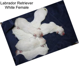 Labrador Retriever White Female