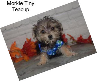 Morkie Tiny Teacup